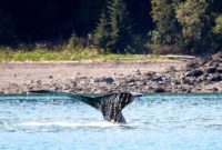 Icy Strait Point Majestic Whale Encounters