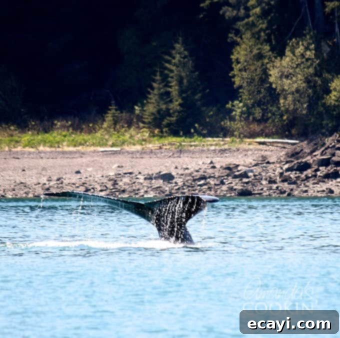 Icy Strait Point Majestic Whale Encounters 1 featured 23700
