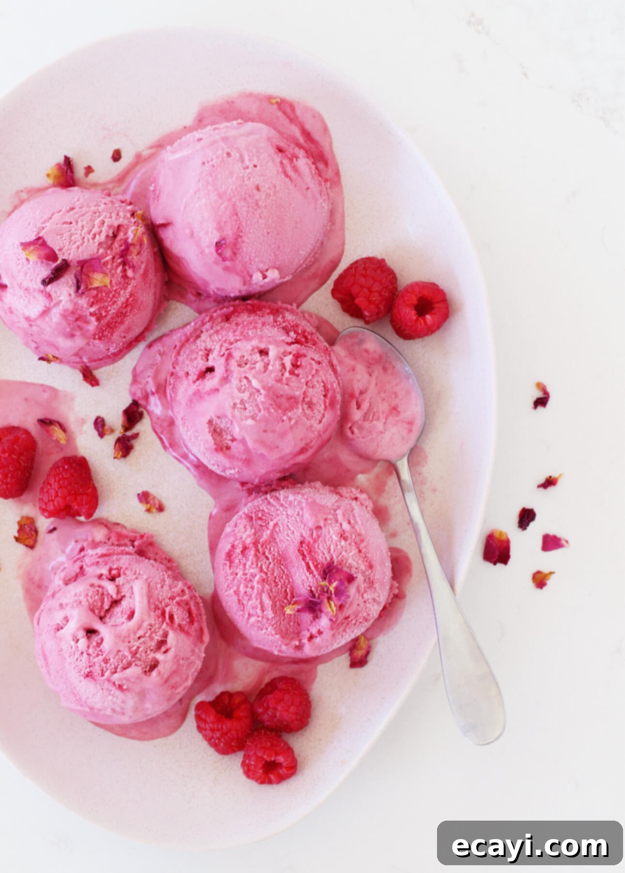 Creamy Raspberry Rose Gelato 8 A pristine white oval plate showcasing five perfectly scooped balls of vibrant pink raspberry gelato, elegantly garnished with delicate rose petals. Fresh, ripe raspberries are artistically scattered around the plate, complemented by a sleek silver spoon resting nearby on a clean, white surface, inviting indulgence. // FoodNouveau.com