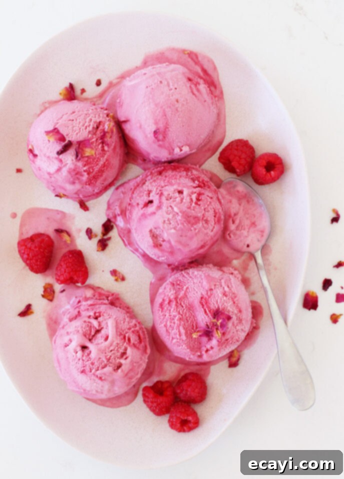Creamy Raspberry Rose Gelato 9 Close-up of scoops of vibrant pink raspberry rose gelato resting on an elegant oval plate, beautifully garnished with delicate rose petals and fresh, ripe raspberries. A silver spoon is invitingly placed beside the gelato, with additional raspberries artfully scattered across the pristine white plate. // FoodNouveau.com