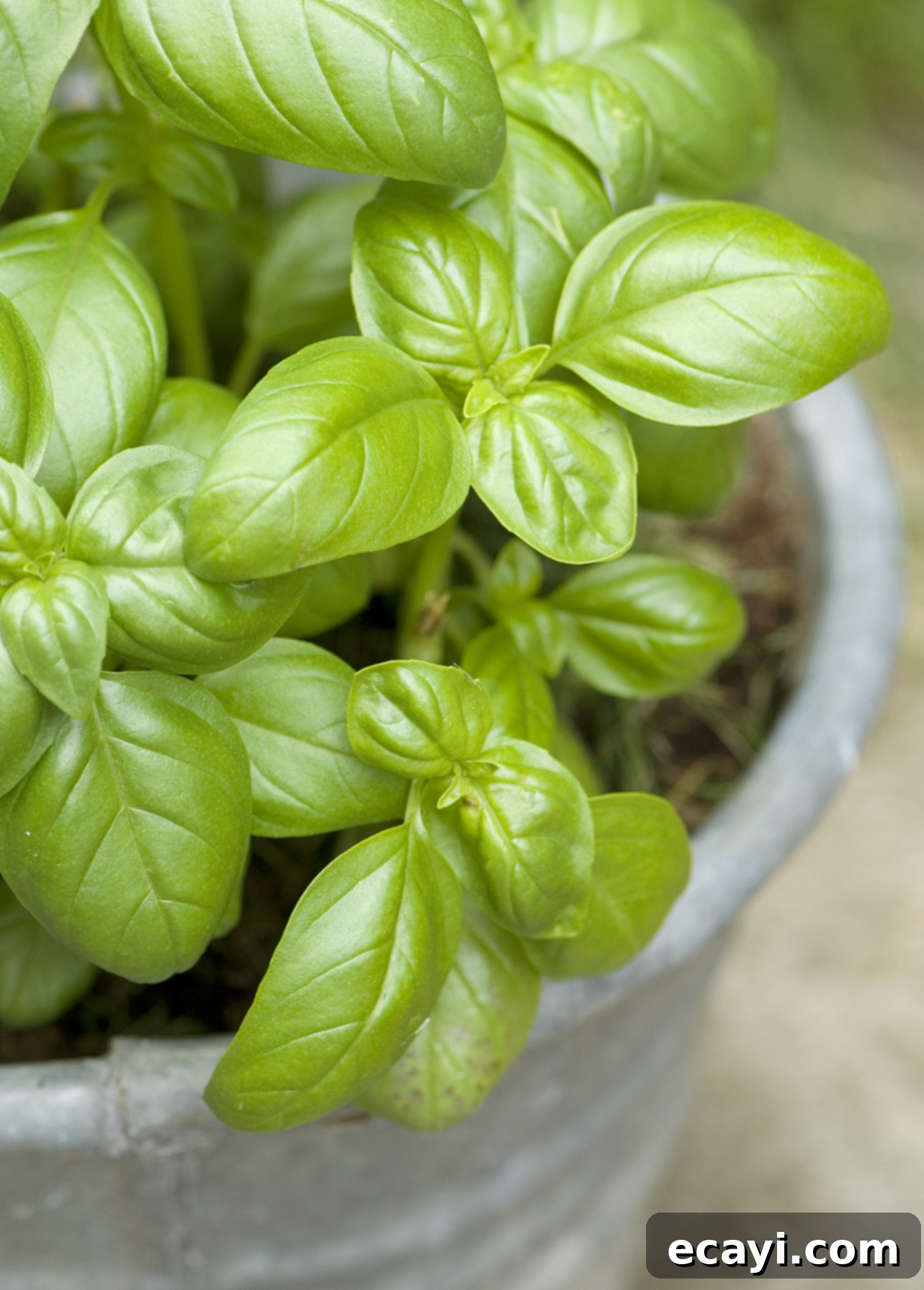 Basil-Kissed Strawberry White Chocolate Gelato 5 A healthy, lush Genovese basil plant in a terracotta planter, its green leaves vibrant and ready for harvest. Ideal for infusing homemade strawberry gelato with fresh, sweet herbal notes.