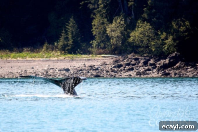 Icy Strait Point Majestic Whale Encounters 4 The powerful tail fluke of a humpback whale emerging gracefully from the calm Alaskan waters, showcasing its immense size and unique markings.