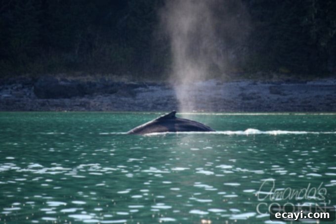 Icy Strait Point Majestic Whale Encounters 5 A humpback whale, mid-dive, gracefully submerging its body back into the deep blue Alaskan waters, leaving ripples behind.