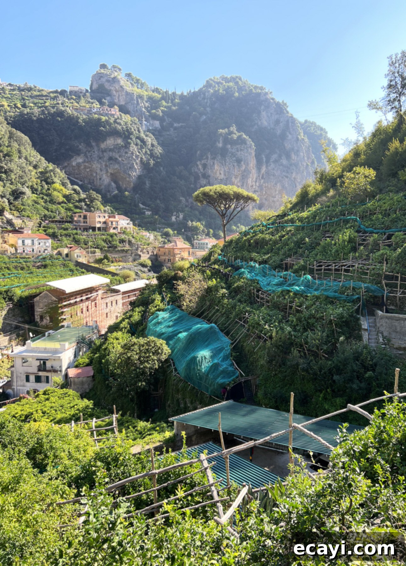 Zesty Homemade Lemon Gelato 3 A scenic hillside view in Amalfi, Italy, featuring terraced gardens with netting and wooden frames. In the background, rugged mountains and scattered houses under a clear blue sky. A large tree stands prominently among lush greenery. // FoodNouveau.com
