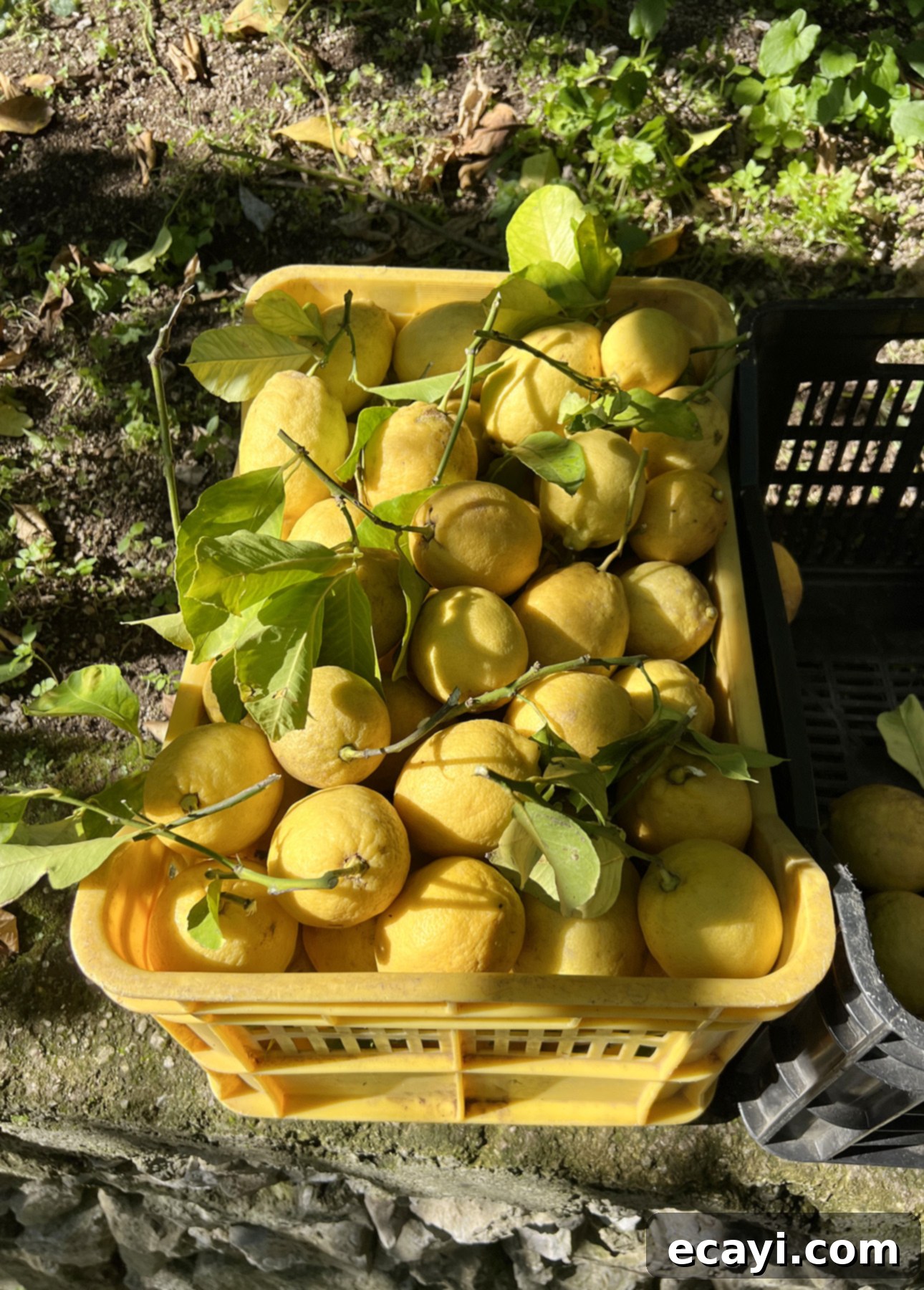 Zesty Homemade Lemon Gelato 4 A yellow crate brimming with freshly picked Amalfi lemons, their stems and green leaves intact, rests on a stone ledge. The sunlight casts playful shadows across the fruit. A second empty black crate is partially visible nearby. Grass forms the backdrop. // FoodNouveau.com