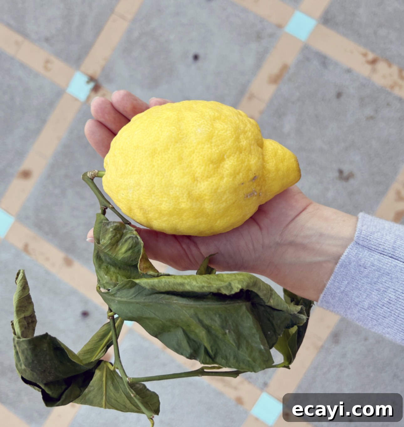 Zesty Homemade Lemon Gelato 8 A person holds a large, bumpy yellow lemon with attached green leaves. The background features a patterned tiled surface in shades of gray and beige. // FoodNouveau.com