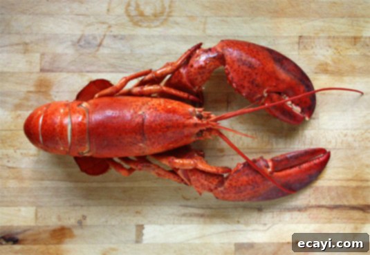 A beautifully cooked 2-lb lobster. A beautifully cooked two-pound lobster, ready for shelling to create gourmet lobster rolls.