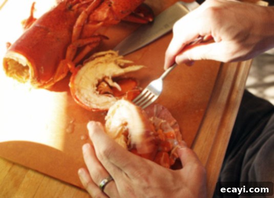 E did the hard work and shelled the lobster so I could make delicious sandwiches with the delicate meat. E carefully shelling a freshly cooked lobster, preparing the delicate meat for making delicious sandwiches.