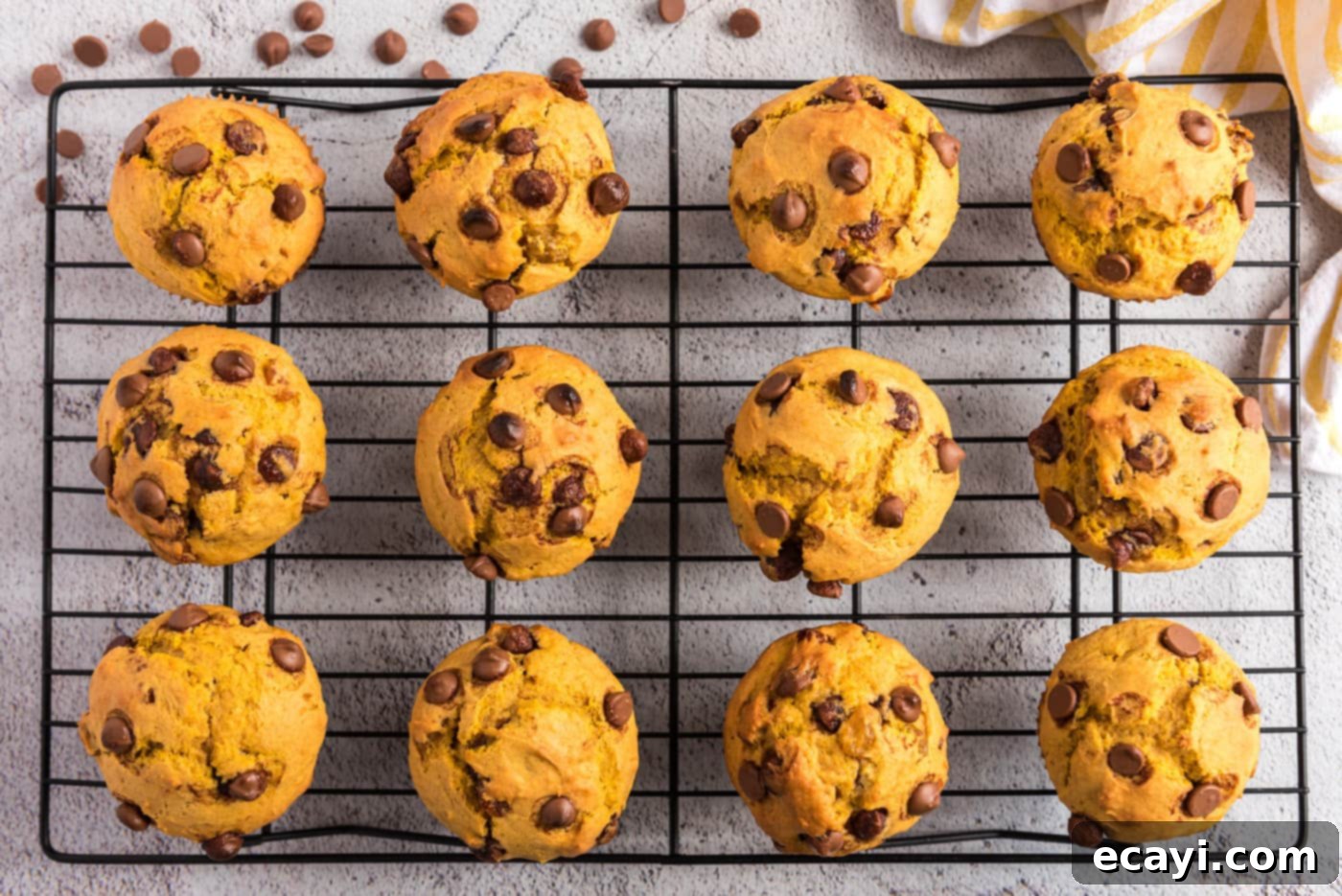 Spiced Pumpkin Chocolate Chip Muffins 19 Freshly baked chocolate chip pumpkin muffins on a wire cooling rack