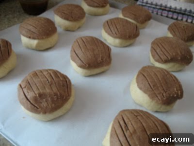Conchas: Mexican Sweet Bread Delight 4 A photo of unbaked conchas showing the dough balls with the round sugar topping applied.