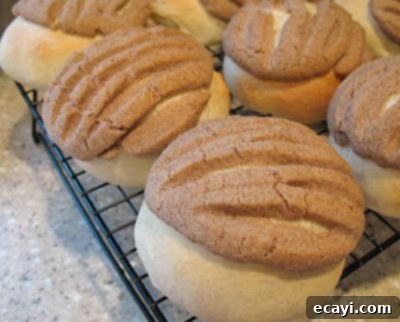 Conchas: Mexican Sweet Bread Delight 6 A close up photo of conchas resting on a cooling rack after baking, showing their golden brown color and shell patterns.