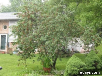 The Best Homemade Cherry Pie Filling 3 A sour cherry tree laden with ripe fruit