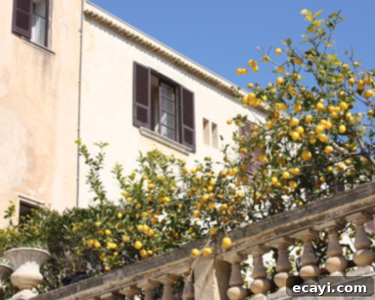 A balcony of lemon trees: pure Italian poetry A stunning balcony adorned with abundant lemon trees, capturing the essence of pure Italian poetry