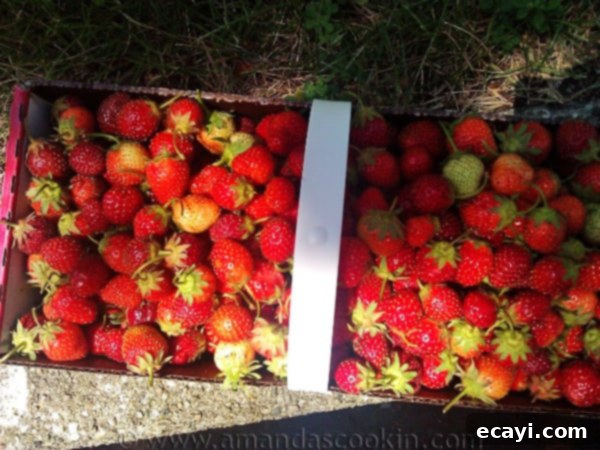 We have loads of different strawberry recipes to use up your bountiful harvest, from breakfast, desserts, drinks, and even appetizers! basket of fresh picked strawberries