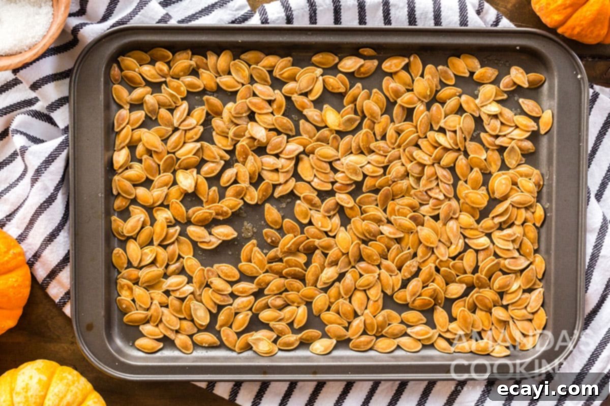 Hot and crispy roasted pumpkin seeds on a baking pan A baking sheet generously covered with freshly roasted, golden and crispy pumpkin seeds, hot out of the oven.