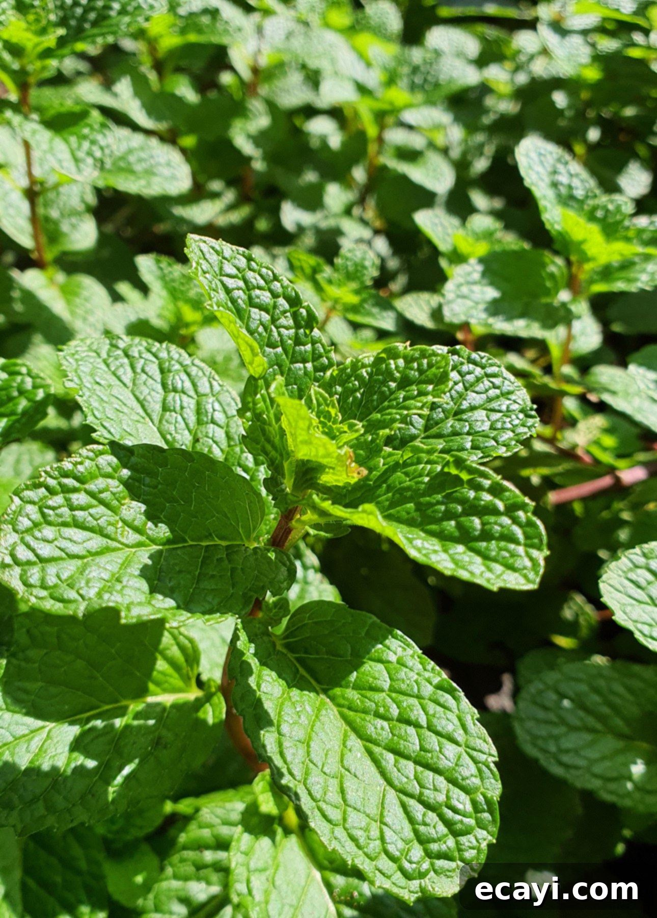 Strawberry Mojito Bliss 8 Close-up of fresh mint leaves with vibrant green color and textured surfaces, perfect for a refreshing Strawberry Mojito, growing densely in bright sunlight. The texture and freshness are visible, highlighting quality ingredients.