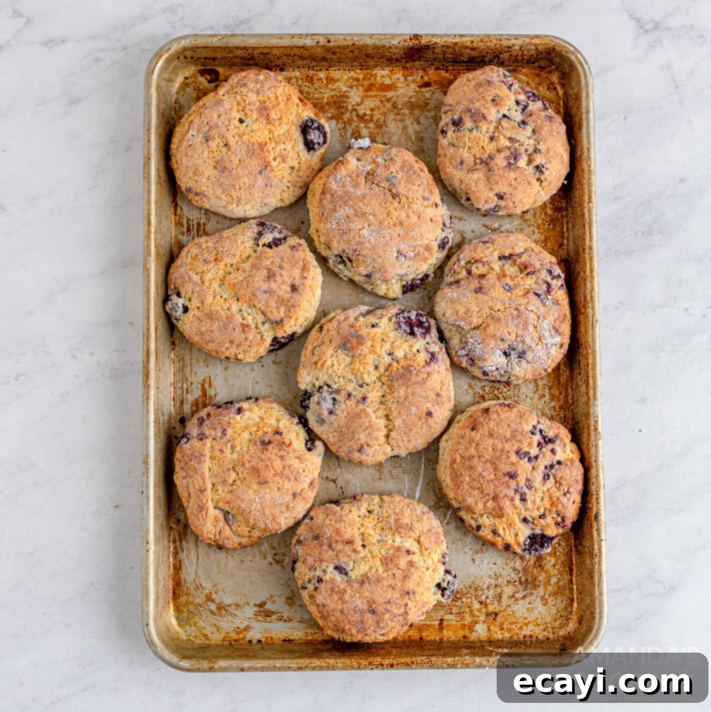 Fresh Blackberry Scones 11 blackberry scones on baking sheet