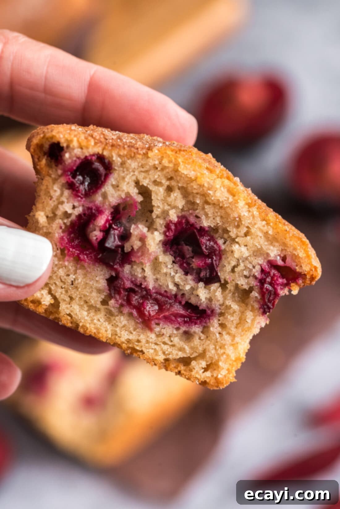Sparkling Sugar Plum Muffins 3 A hand holding half of a freshly baked Sugar Crusted Plum Muffin, showing the plump plum pieces and the golden-brown crust.