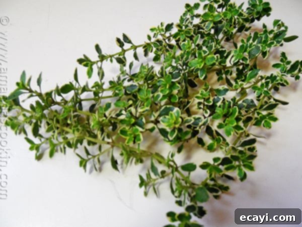 Fresh Lemon Thyme for Roasted Chicken A vibrant photo of fresh lemon thyme leaves, ready to be picked from the garden for a roasted chicken recipe.