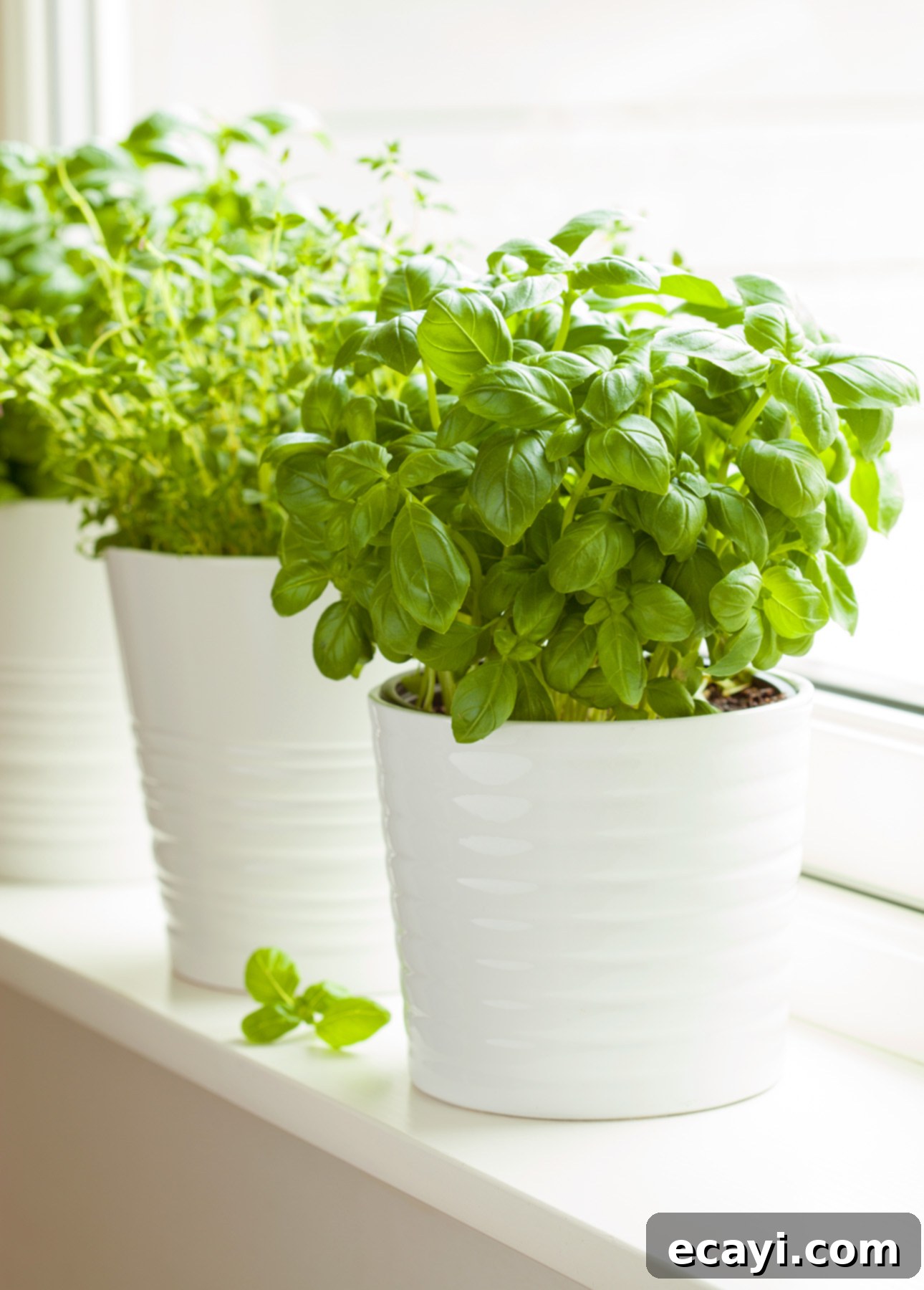 Zesty Tomato Corn Medley 6 Homegrown fresh herbs: basil and thyme in white pots on a windowsill // FoodNouveau.com