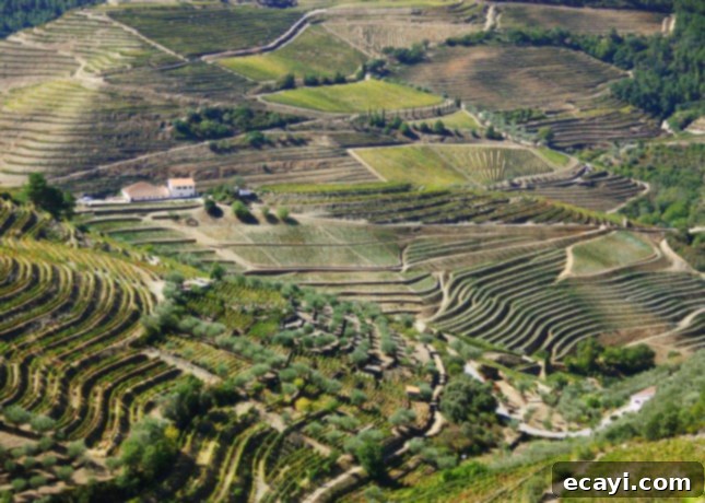 The Northern Portugal Enchantment 3 Douro Valley landscape, Portugal // FoodNouveau.com