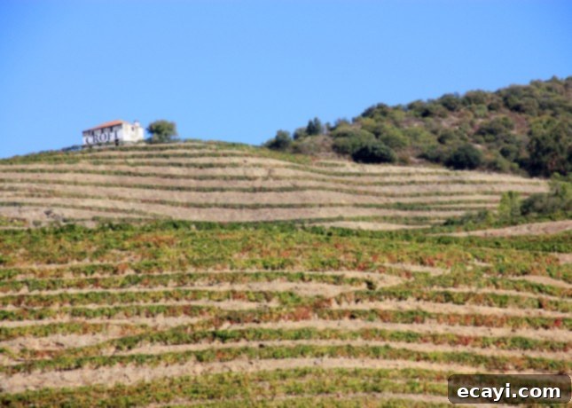 The Northern Portugal Enchantment 7 Wine terraces in the Douro Valley, Portugal // FoodNouveau.com