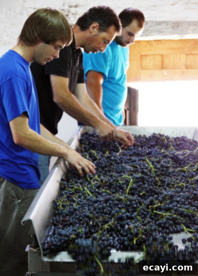 The Northern Portugal Enchantment 9 Picking grapes for quality at Wine & Soul winery, Douro Valley, Portugal // FoodNouveau.com