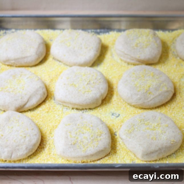 Bake Your Own Whole Wheat English Muffins 9 Whole wheat English muffins arranged on a baking sheet, ready for their final rise before cooking.